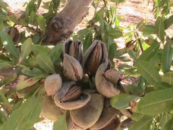 NONPAREİL BADEM FİDANI